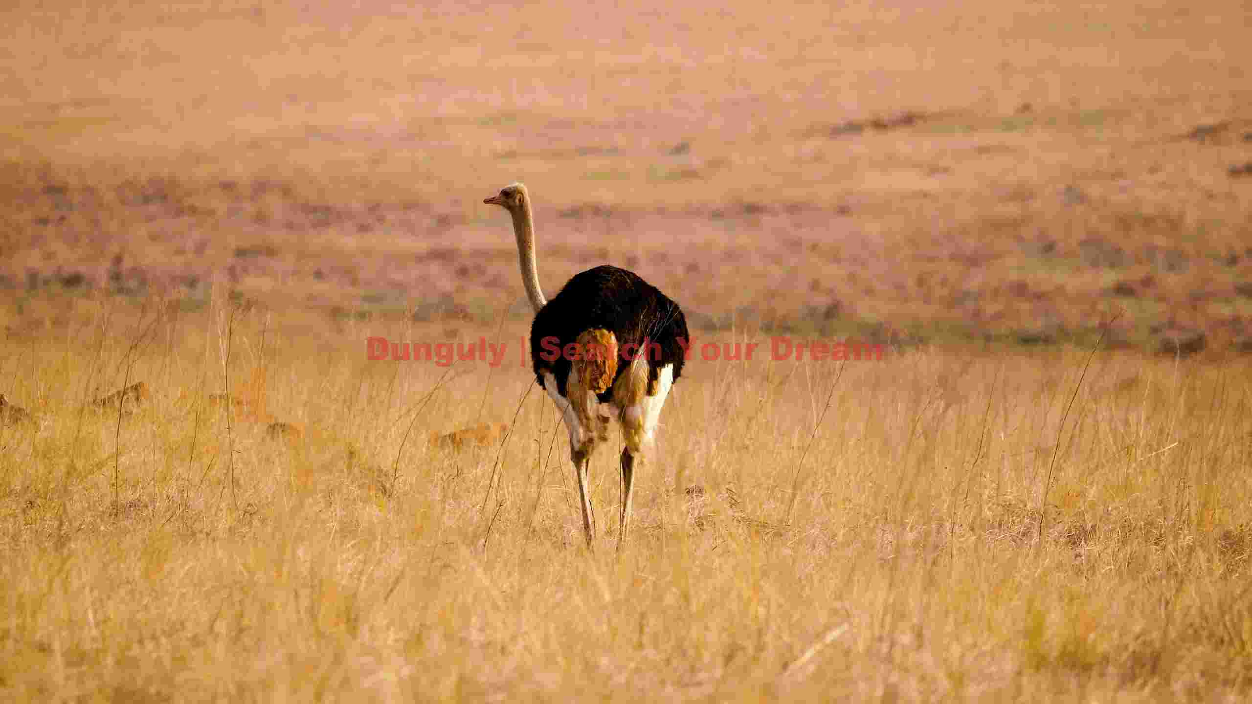 ostrichs golden savanna stride ostrichs golden savanna stride