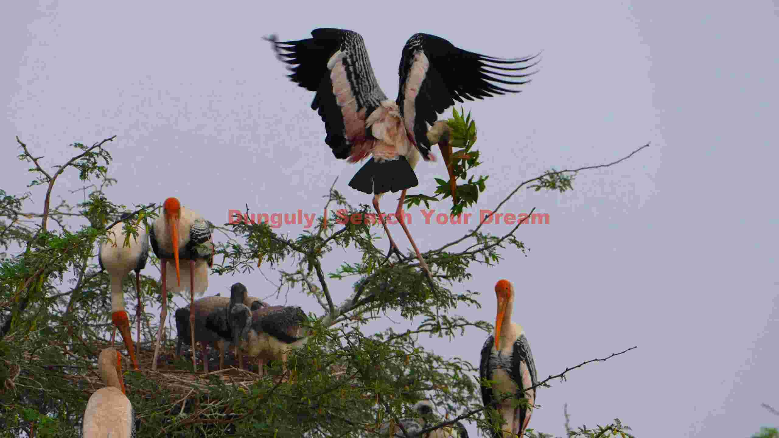 painted stork landing with nesting material painted stork landing with nesting material