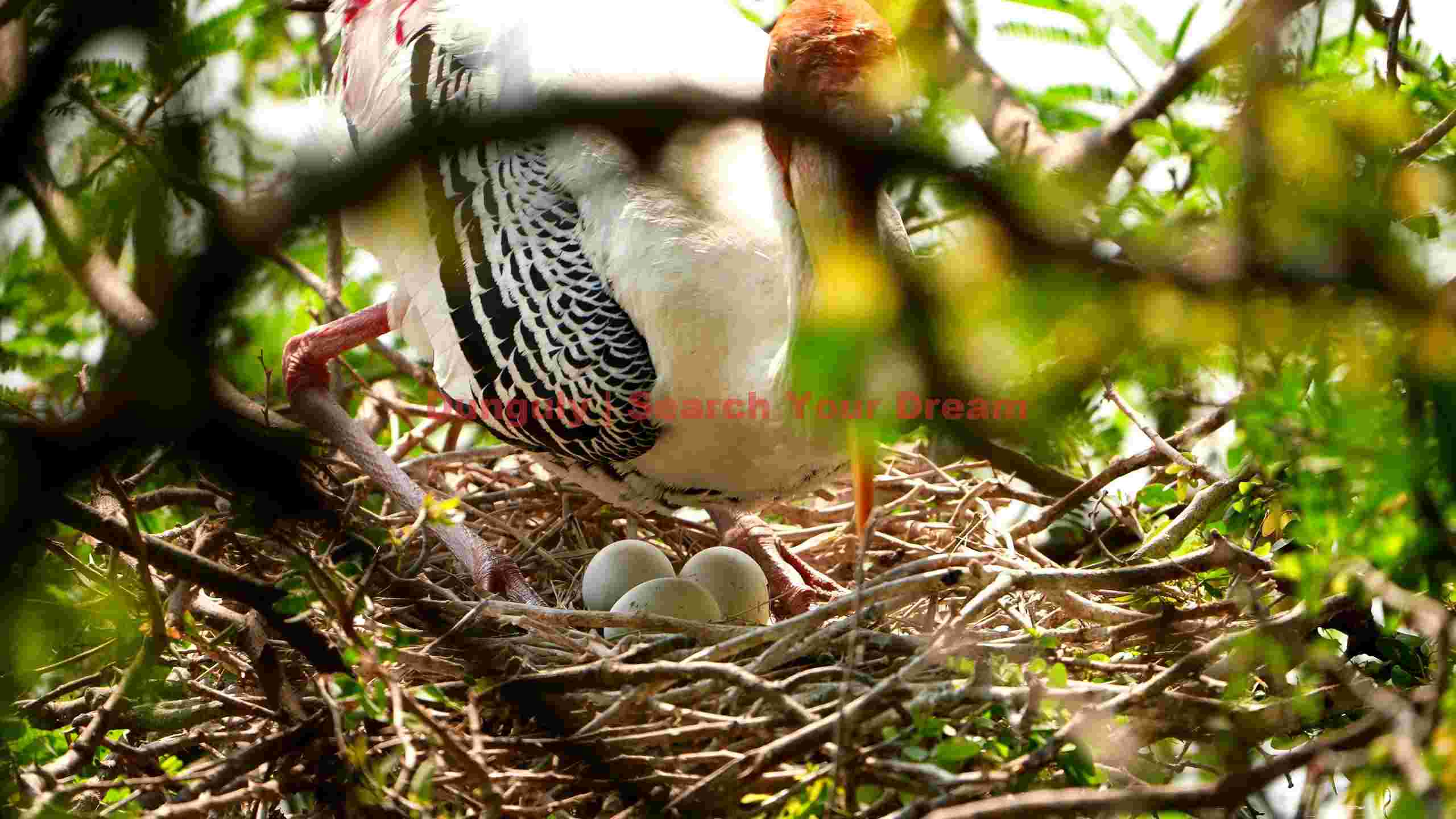 painted stork nurturing its nest painted stork nurturing its nest