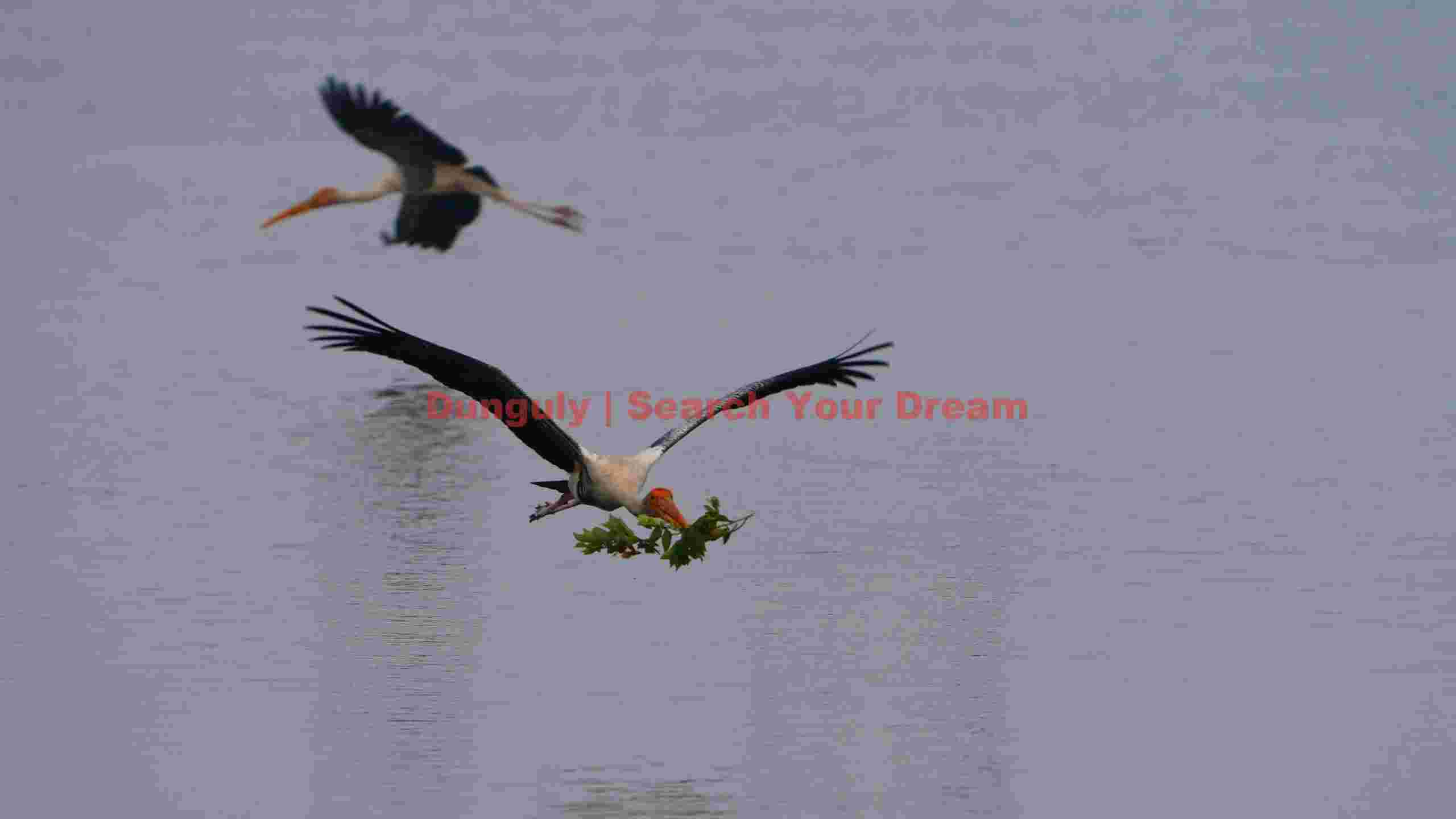 painted stork in flight with nesting material painted stork in flight with nesting material