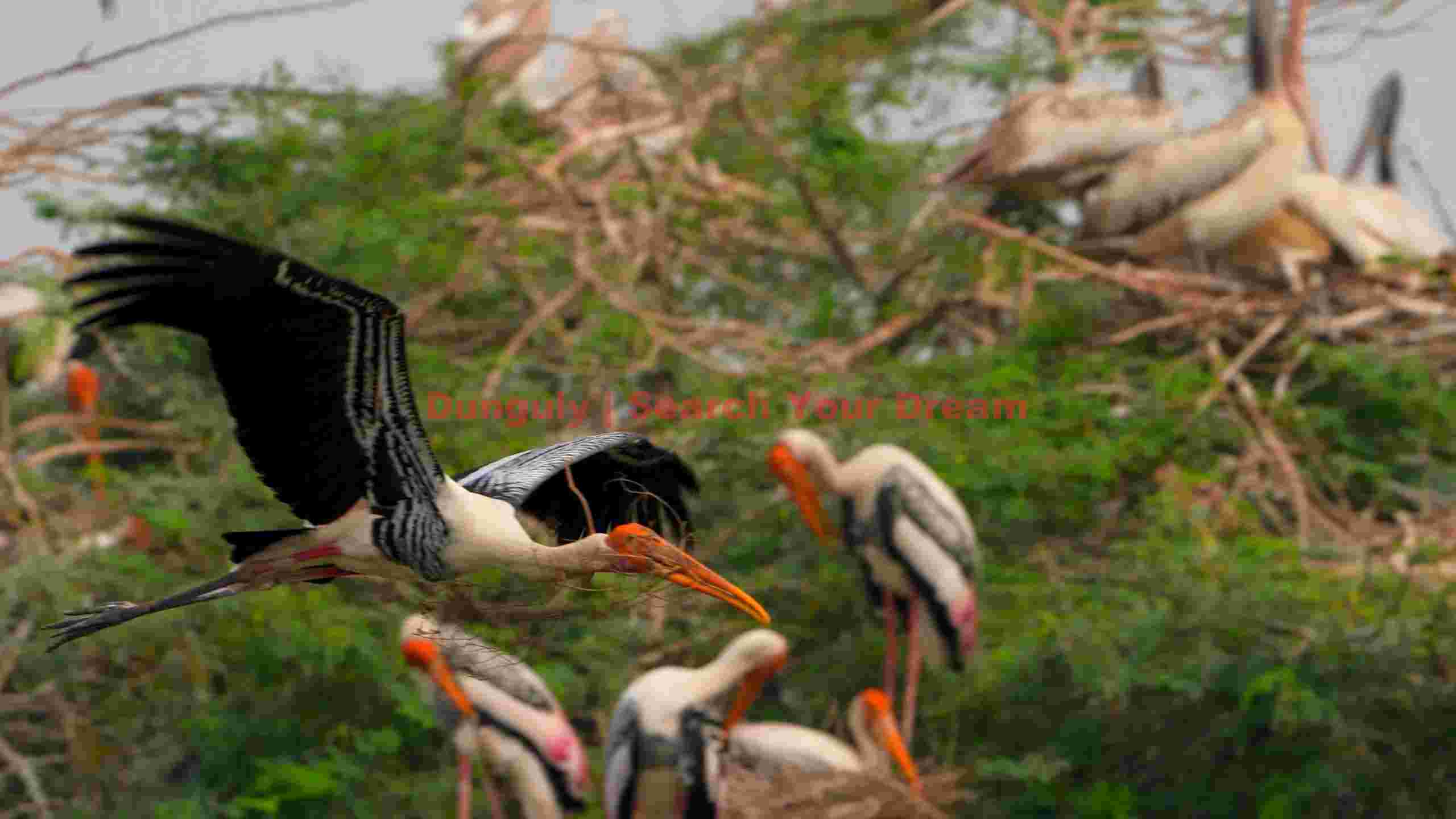 painted stork in flight with nesting twigs painted stork in flight with nesting twigs