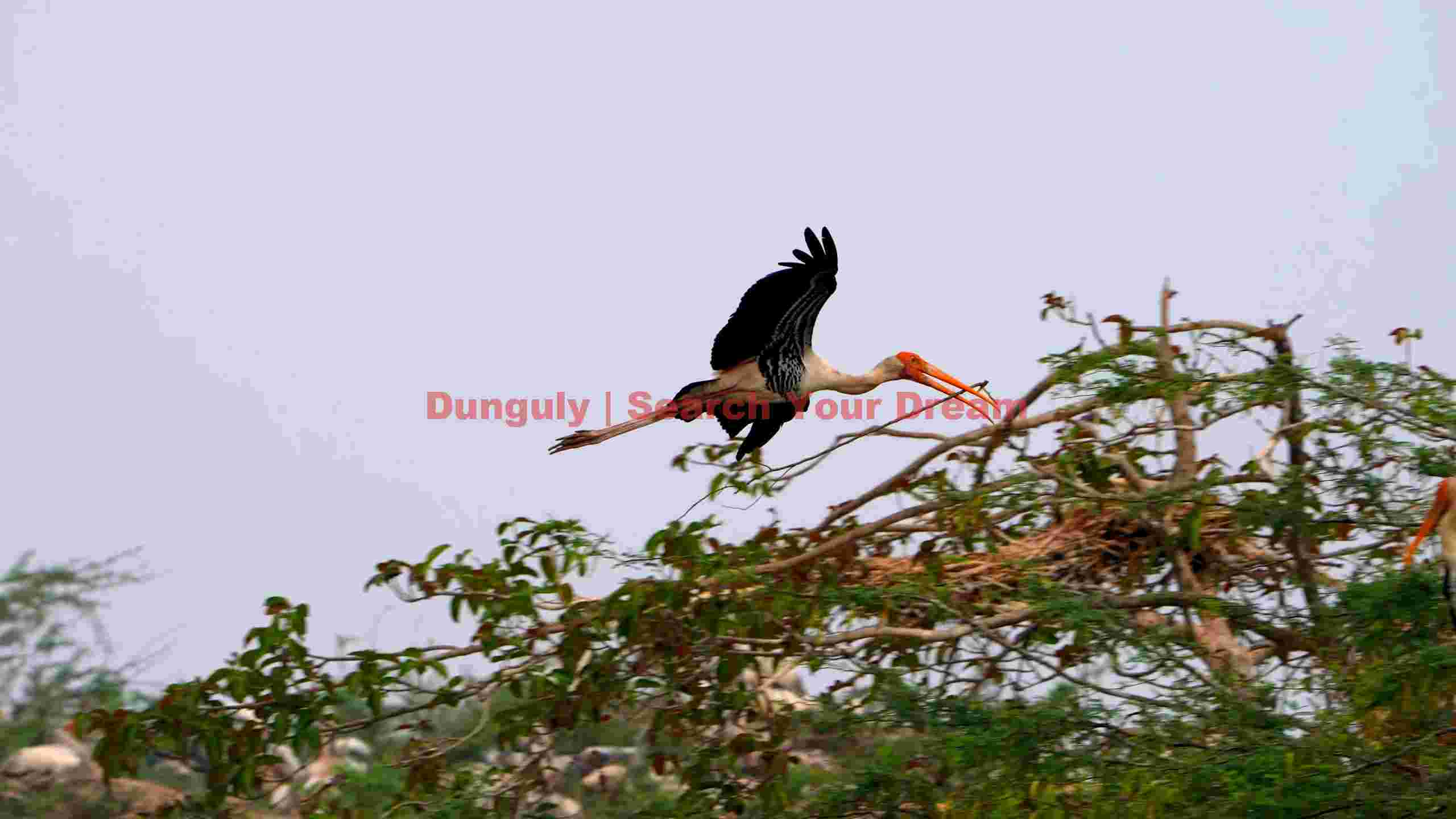 painted storks nesting journey 1 painted storks nesting journey 1