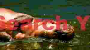 peaceful hippo mother and calf in water