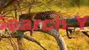 peaceful leopard napping on a golden branch