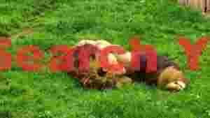 peaceful lion pride napping in lush green grass