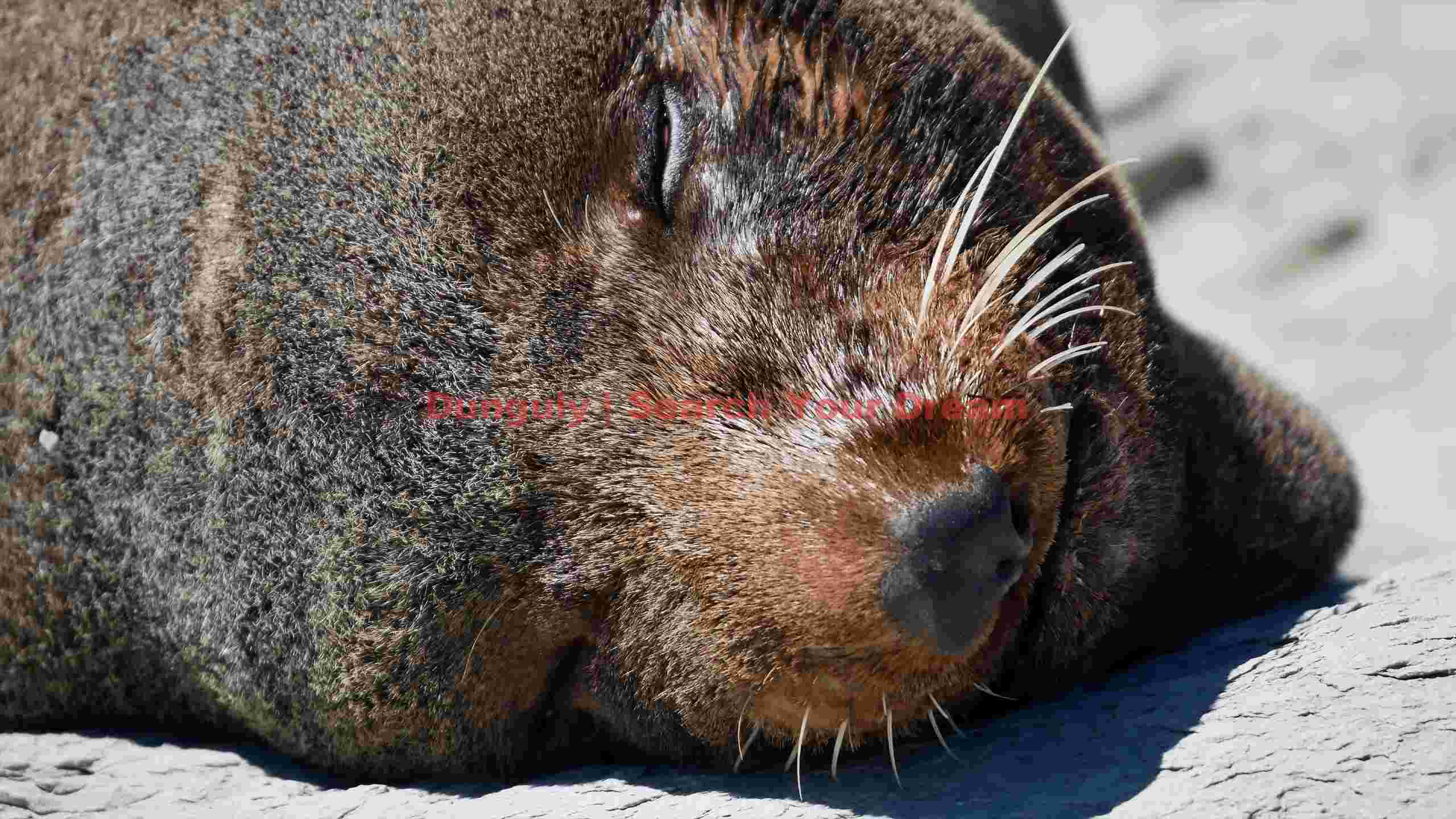 peaceful sleep close up of a resting seal peaceful sleep close up of a resting seal