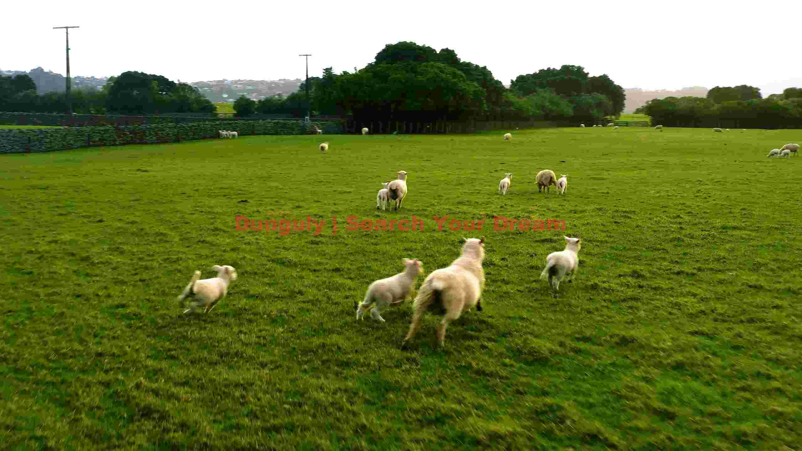 playful lambs and sheep in green pasture playful lambs and sheep in green pasture