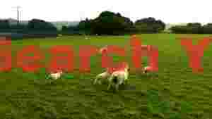 playful lambs and sheep in lush green pasture