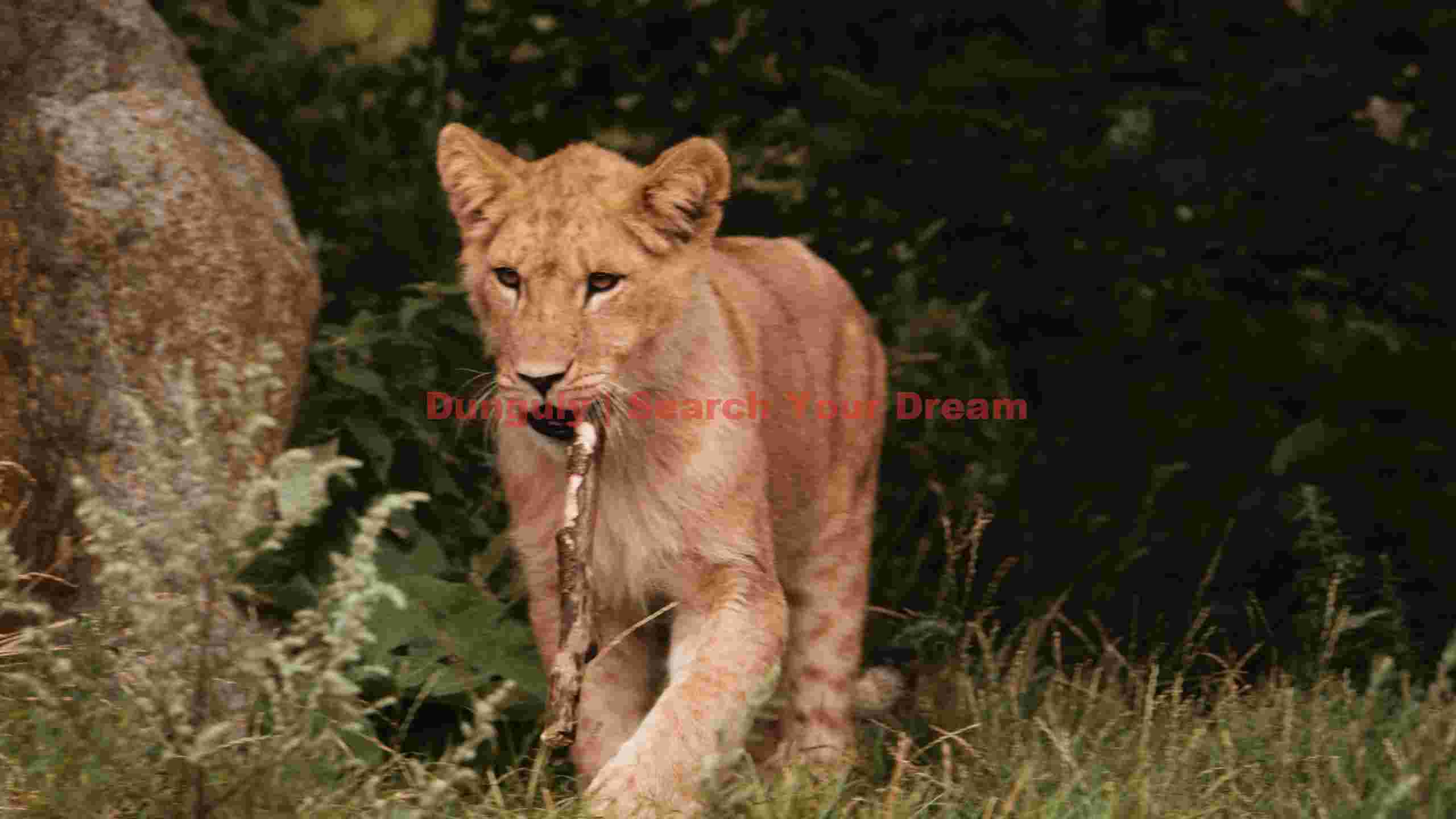 playful lion cub with stick playful lion cub with stick
