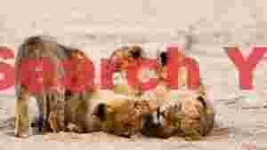playful lion cubs huddle on sandy ground
