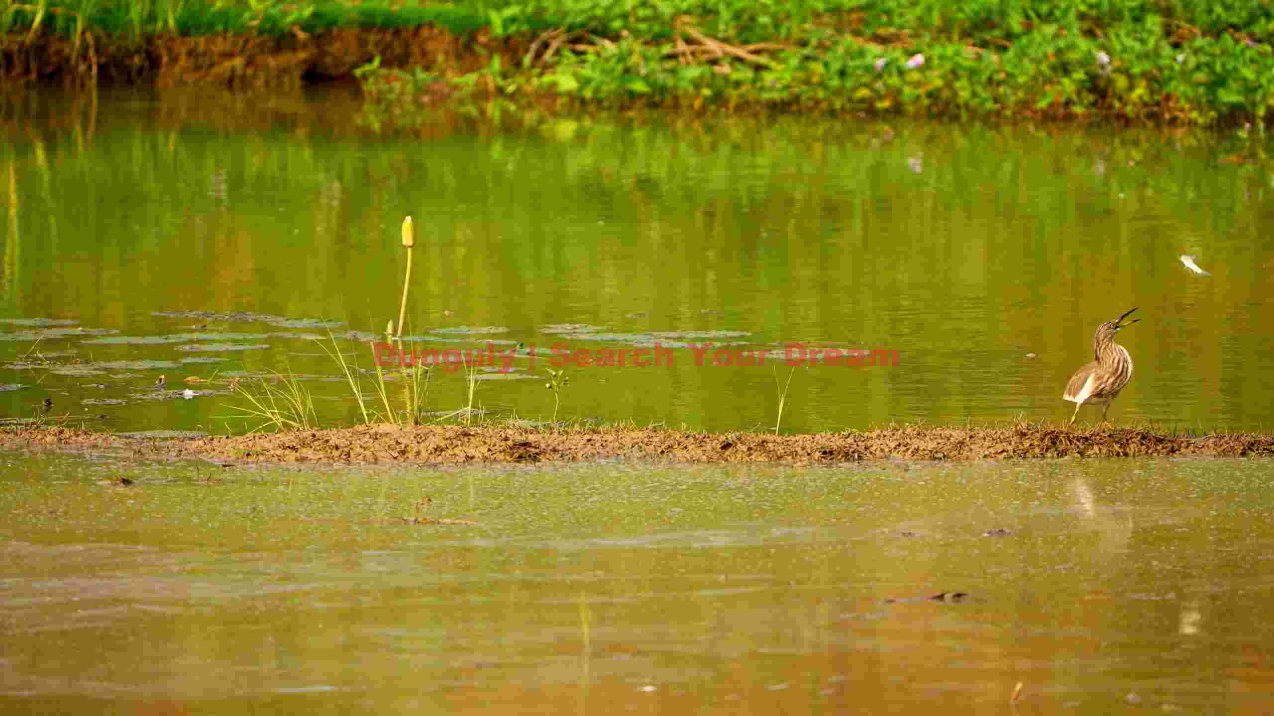 pond herons successful hunt pond herons successful hunt