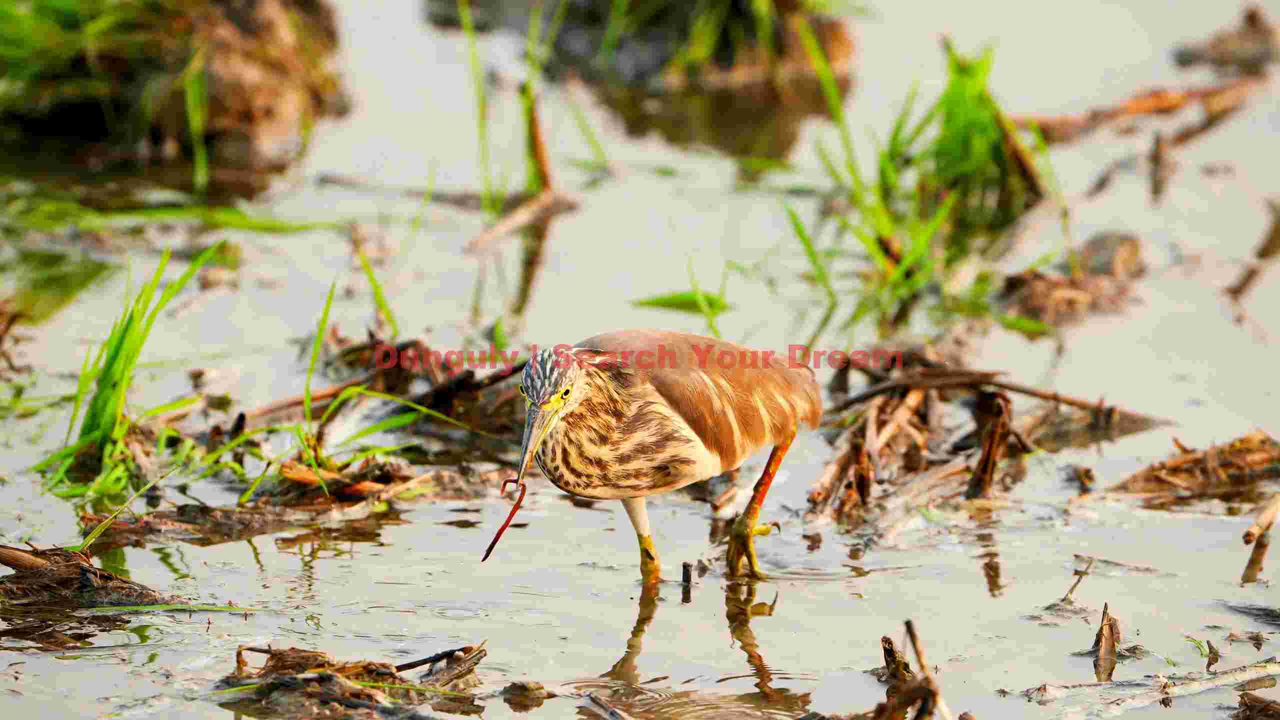 pond herons wetland feast pond herons wetland feast