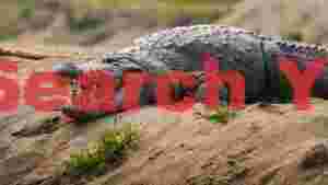 powerful crocodile with open jaws on sand