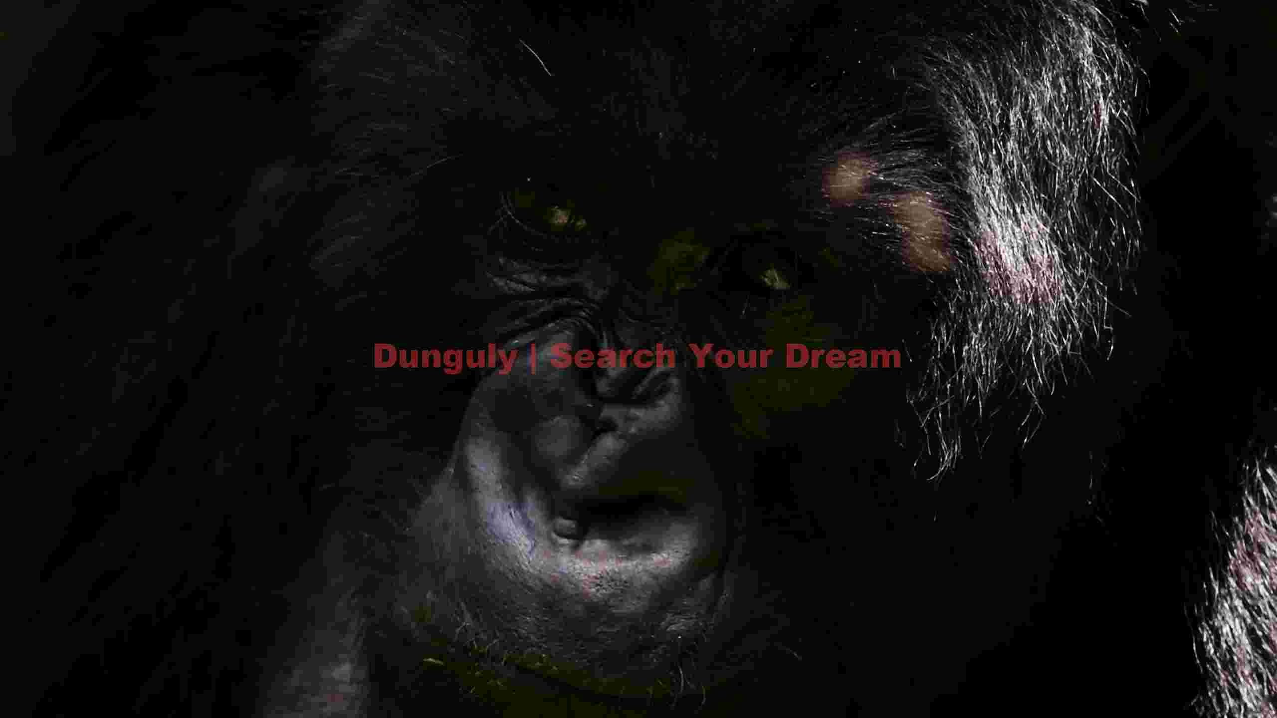 reflective gaze of a mountain gorilla reflective gaze of a mountain gorilla