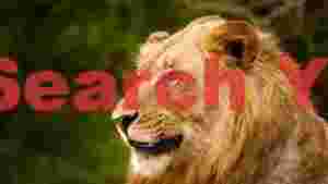 regal lion gaze portrait of strength