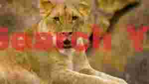 regal lioness gaze