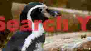regal penguin gaze