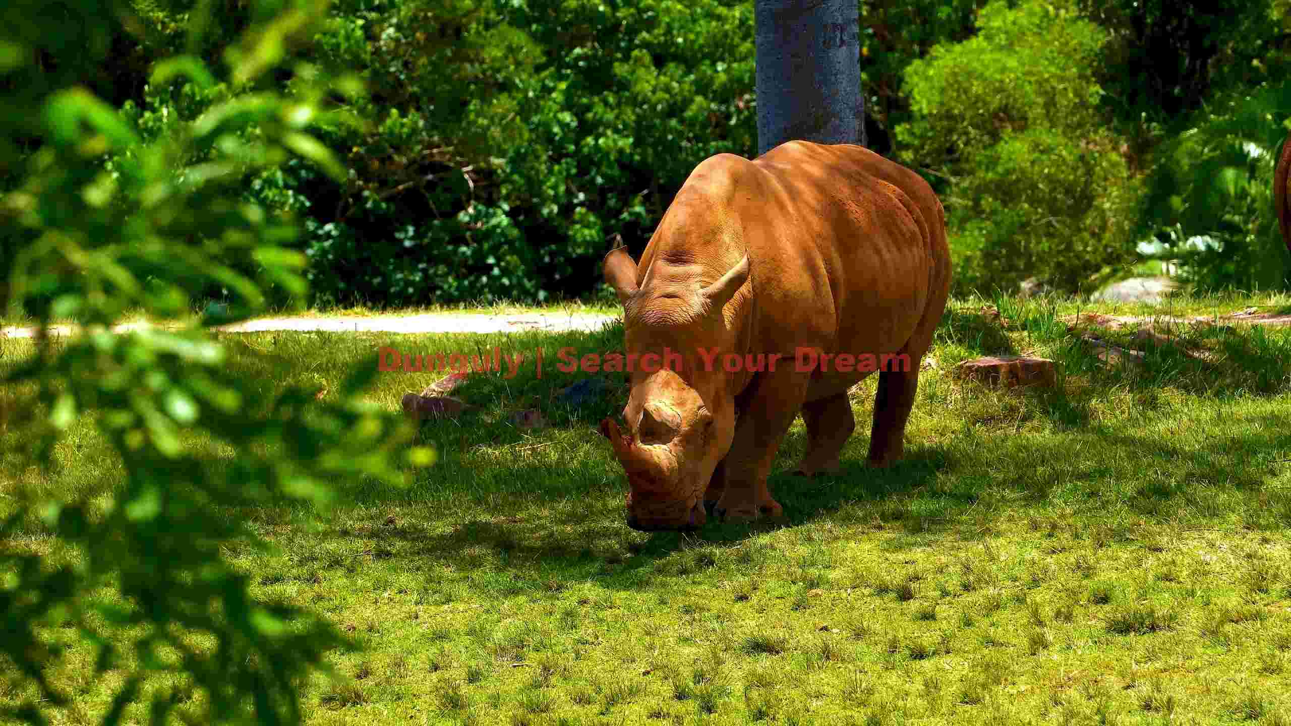 rhinoceros grazing in sunny pasture rhinoceros grazing in sunny pasture