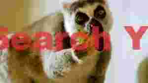 ring tailed lemurs fruity feast