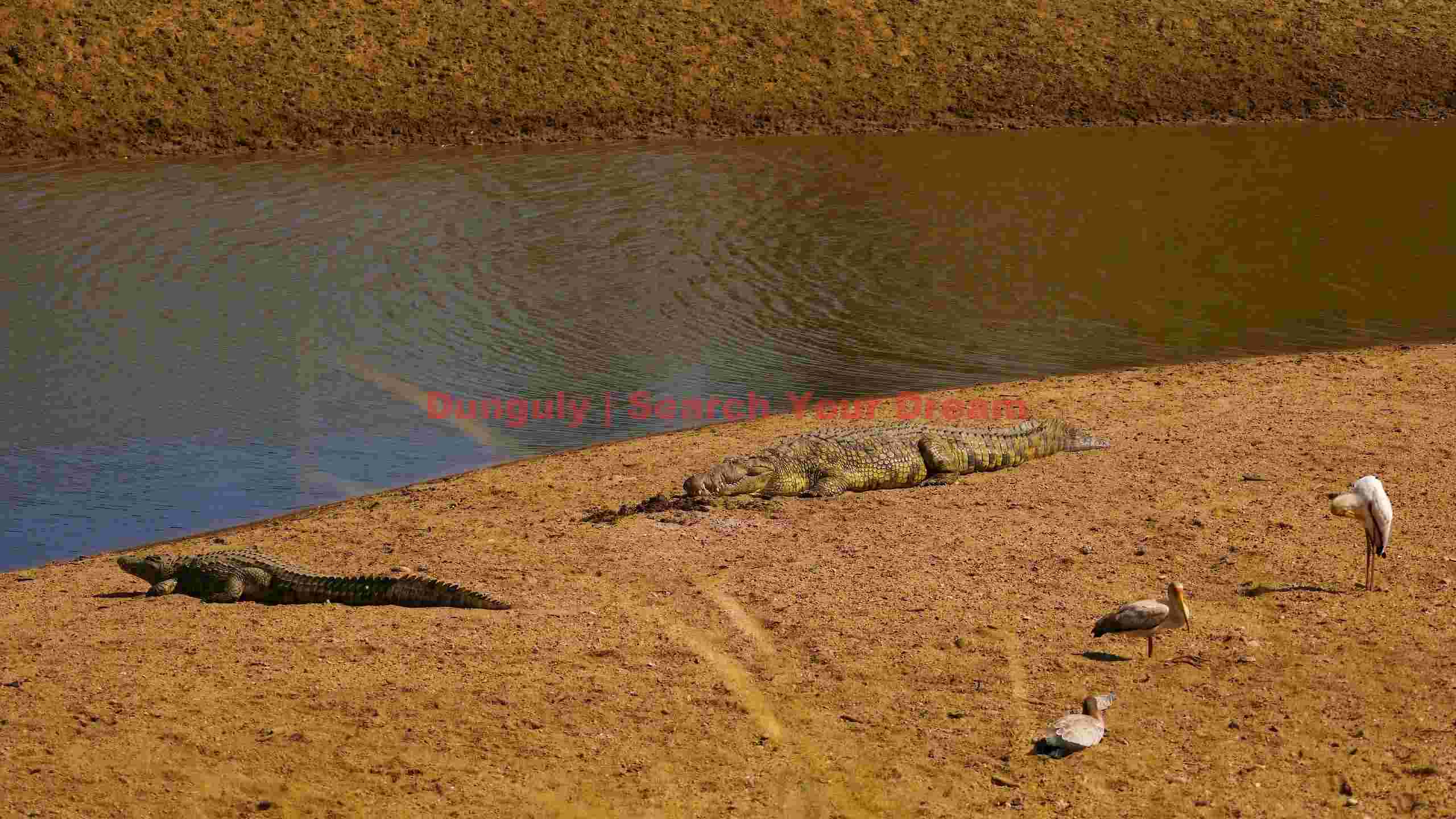 riverbank wildlife serenity riverbank wildlife serenity