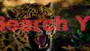 roaring leopard untamed power