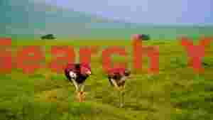 safari ostriches on the vibrant plains