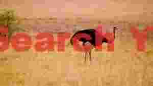 savanna drama ostrich and lurking predators