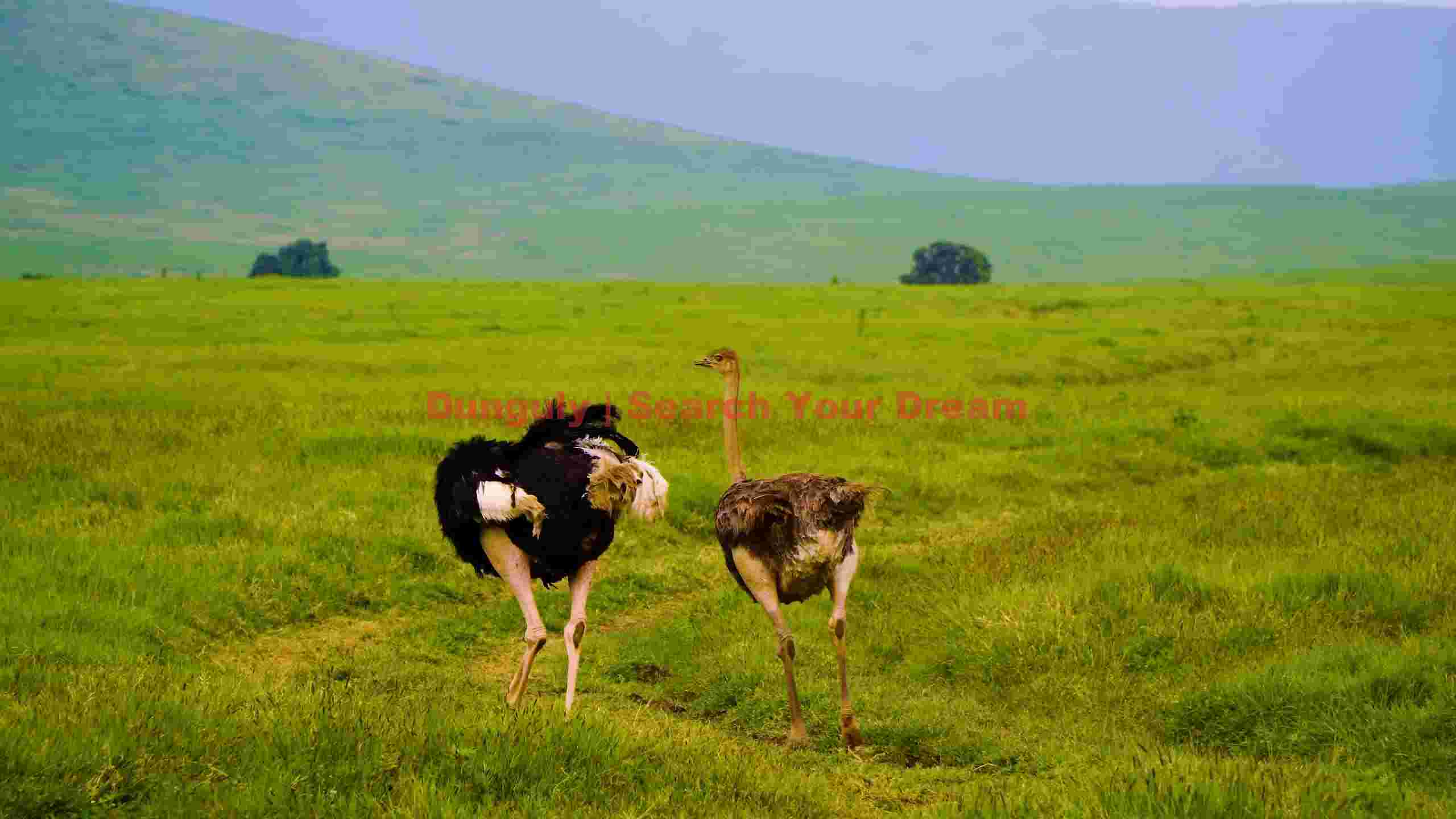 savanna ostriches amidst green hills savanna ostriches amidst green hills