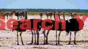 savanna ostriches and antelopes