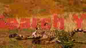 savanna serenity cheetahs at rest