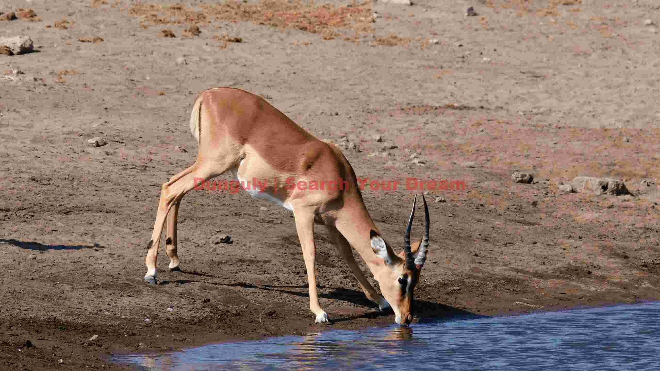 savanna serenity impala at waterhole savanna serenity impala at waterhole