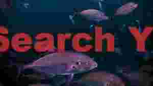 school of silver fish in deep blue water