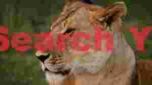 serene african lioness profile