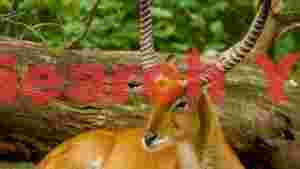 serene antelope resting by a mossy log