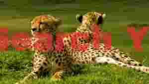 serene cheetah duo in the green savannah