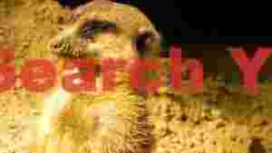 serene meerkats golden slumber