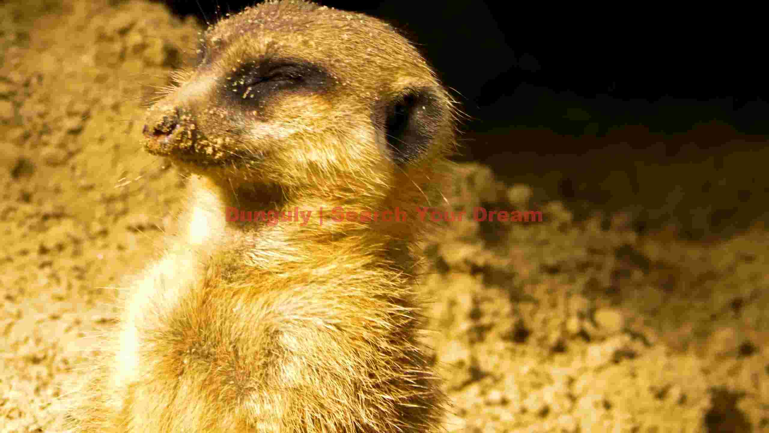 serene meerkats golden slumber serene meerkats golden slumber