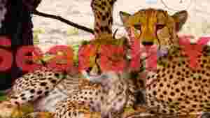 serene savannah cheetahs resting
