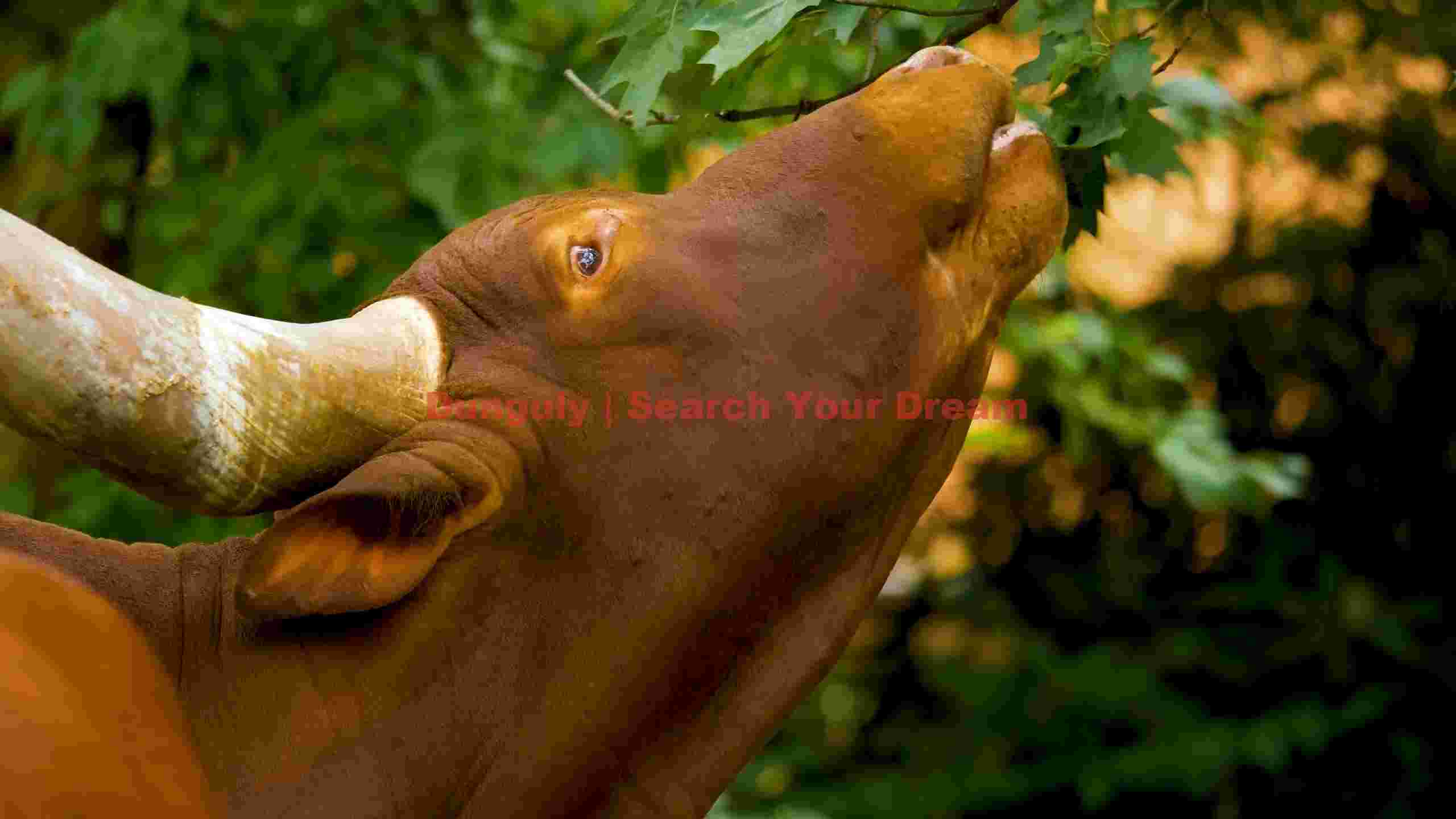 serene watusi cattle grazing serene watusi cattle grazing