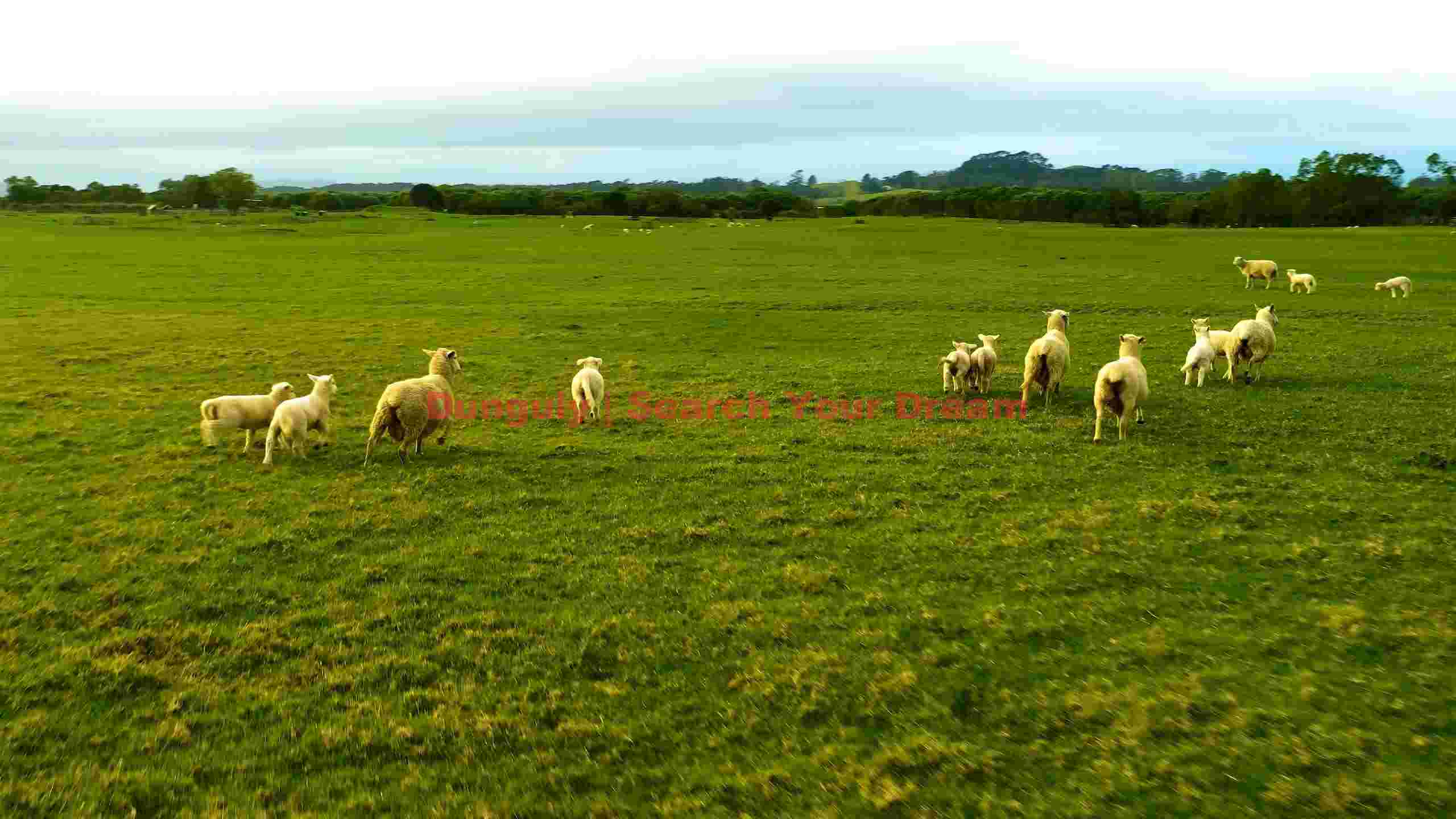 sheep and lambs in lush green meadow sheep and lambs in lush green meadow