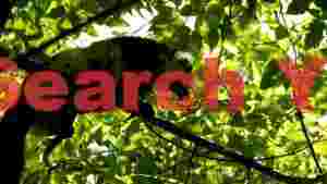 silhouetted lemur in sunlit green canopy