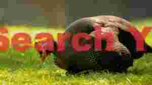 spotted guinea fowl foraging in green grass
