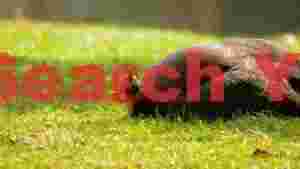 spotted guineafowl foraging in green grass