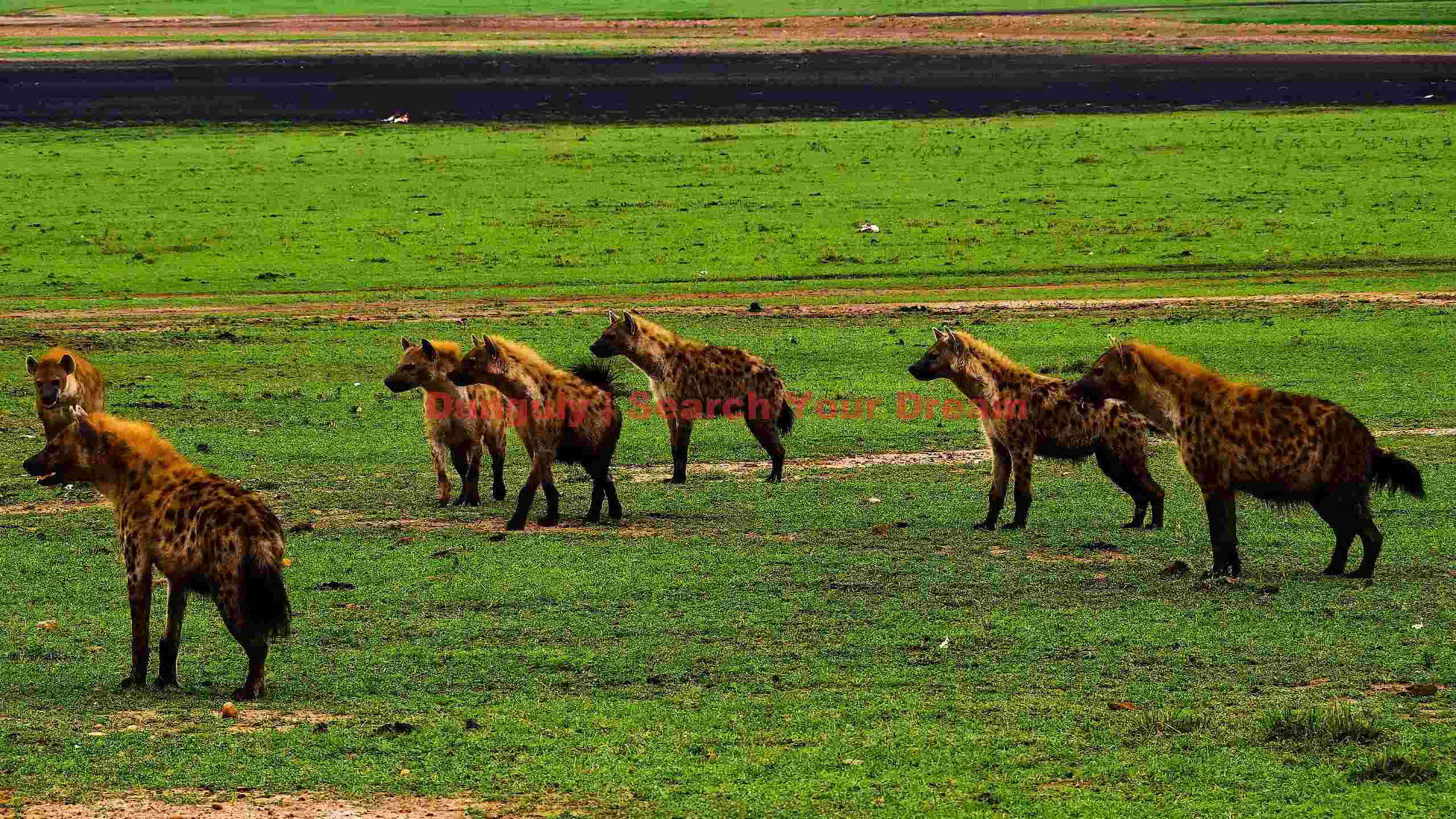 spotted hyena clan in green savannah spotted hyena clan in green savannah