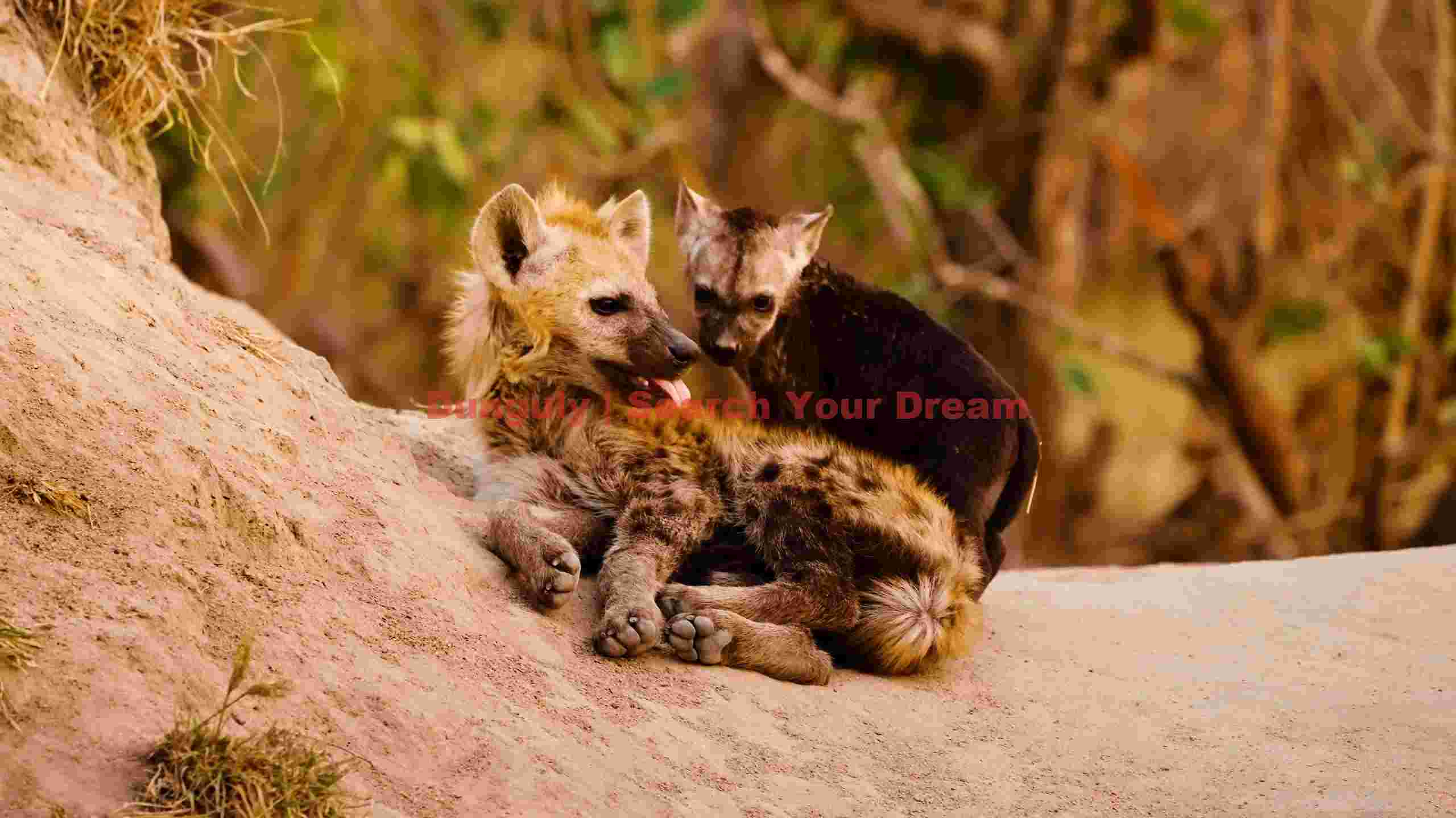 spotted hyena pair resting spotted hyena pair resting