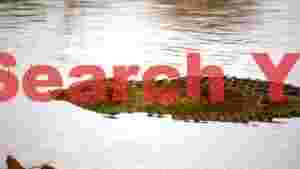 submerged crocodile in shimmering water