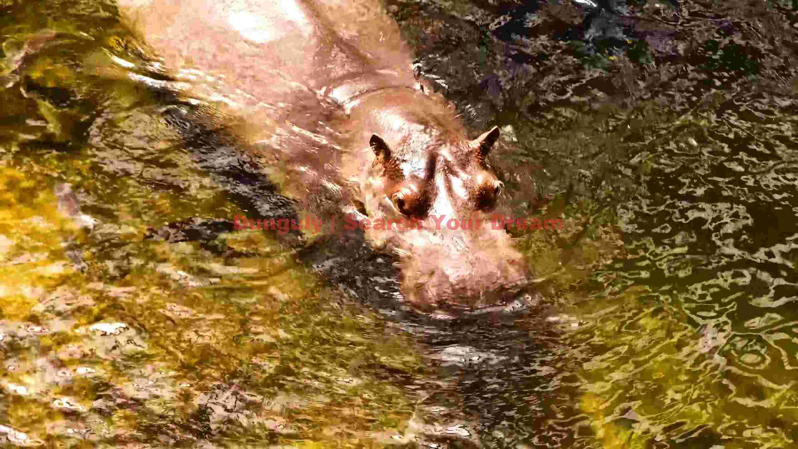 submerged hippos gaze submerged hippos gaze