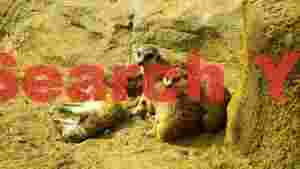 sun kissed meerkat family resting