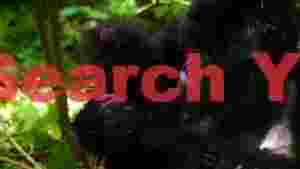 tender embrace mountain gorilla mother and baby