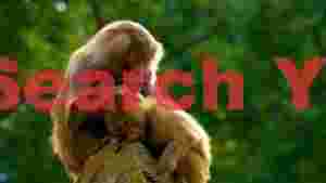 tender grooming baboon mother and child